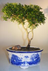 Japanese Kingsville Boxwood Bonsai Tree<br><i>(buxus microphylla compacta)</i>