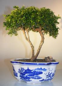 Japanese Kingsville Boxwood Bonsai Tree <br><i>(buxus microphylla compacta)</i>