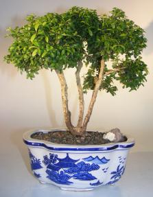 Japanese Kingsville Boxwood Bonsai Tree <br><i>(buxus microphylla compacta)</i>