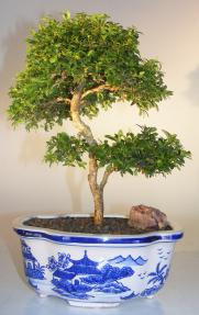 Japanese Kingsville Boxwood Bonsai Tree<br><i>(buxus microphylla compacta)</i>