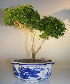 Japanese Kingsville Boxwood Bonsai Tree<br><i>(buxus microphylla compacta)</i>