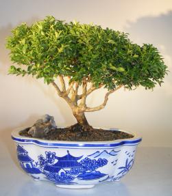 Japanese Kingsville Boxwood Bonsai Tree<br><i>(buxus microphylla compacta)</i>