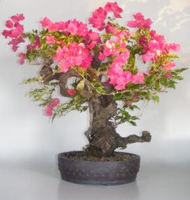 Bougainvillea - Flowering Vine <br>Phoenix Graph <br><i> (pink pixie)</i>