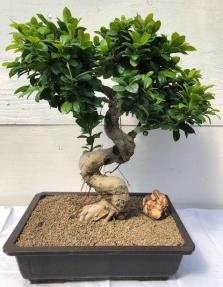 Fruiting Green Emerald Ficus Bonsai Tree <br><i>(ficus microcarpa)</i>