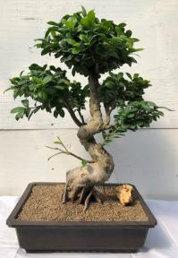 Fruiting Green Emerald Ficus Bonsai Tree <br><i>(ficus microcarpa)</i>