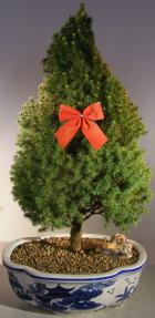 Scotch (Scots) Pine Bonsai Tree- Christmas Tree Style <br><i>(pinus sylvestris')</i>