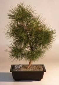 Japanese Black Pine Bonsai Tree<br><i>(pinus thunbergii 'mikawa')</i>