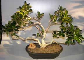 Fruiting Green Emerald Ficus Bonsai Tree <br><i>(ficus microcarpa)</i>