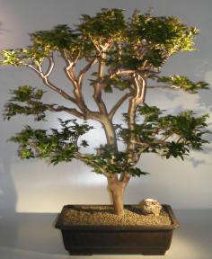 Flowering Jaboticaba Bonsai Tree  <br><i>(eugenia cauliflora)</i>