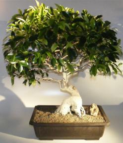 Ficus Retusa Bonsai Tree<br>Curved Trunk <br><i>(ficus retusa)</i>