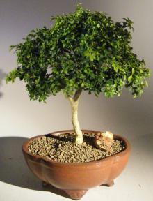 Japanese Kingsville Boxwood Bonsai Tree<br><i>(buxus microphylla compacta)</i>9