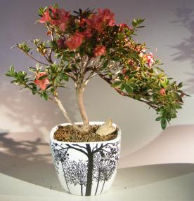 Flowering Tropical Duc De Rohan Azalea Bonsai Tree <br><i>Cascade Style<br><i> (southern indica)</i>