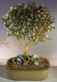 Flowering Mount Fuji Serissa - Root Over Rock Style<br><i>(serissa foetida)</i>