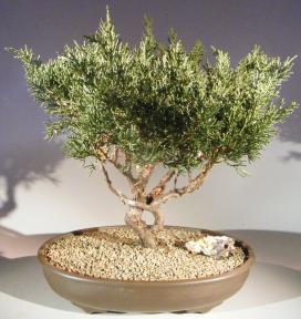 Shimpaku Bonsai Tree  <br><i>(shimpaku itoigawa)</i>