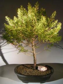 Lemon Cypress Bonsai Tree <br><i>(cupressus macrocarpa)</i>
