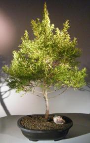 Lemon Cypress Bonsai Tree <br><i>(cupressus macrocarpa)</i>