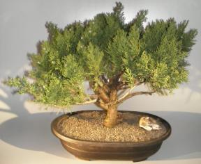 Juniper Bonsai Tree <br><i></i>(Juniperus Chinensis parsonii)