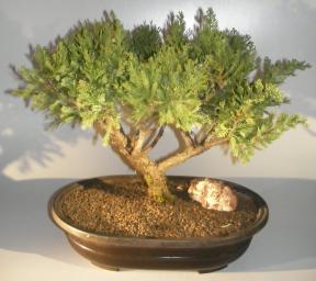 Juniper Bonsai Tree <br><i></i>(Juniperus Chinensis parsonii)