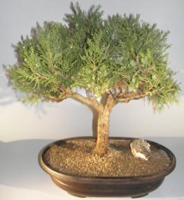 Juniper Bonsai Tree <br><i>(Juniperus Chinensis parsonii)</i>