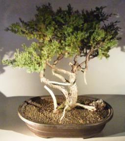 Juniper Bonsai Tree<br><i>Trained in Jin Style<br><i></i>(Juniperus Chinensis parsonii)