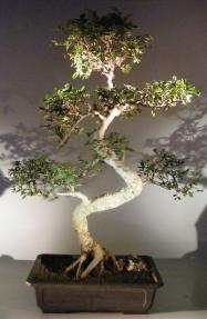 Chinese Elm Bonsai Tree <br>Curved Trunk & Tiered Branching Style With Exposed Roots <br><i>(ulmus parvifolia)</i>