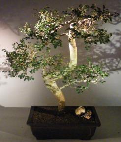 Chinese Elm Bonsai Tree <br>Curved Trunk Style <br><i>(ulmus parvifolia)</i>