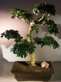 Flowering Fukien Tea Bonsai Tree <br><i>Pom Pom Style<br><i>(ehretia microphylla)</i>ehretia microphylla)</i>