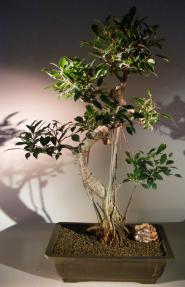 Ficus Retusa Bonsai Tree<br>Curved Trunk, Tiered Branching, & Banyan Roots<br><i>(ficus retusa)</i>