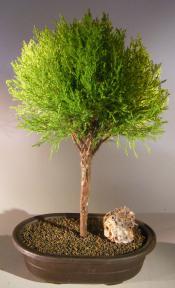 Lemon Cypress Bonsai Tree <br><i>Ball Style <br><i>(cupressus macrocarpa)</i>