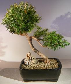 Japanese Yew Bonsai Tree<br><i>Slanting Style<br><i>(taxus baccata)</i>