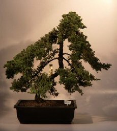 Juniper Bonsai Tree<br><i>(juniper procumbens nana)</i>