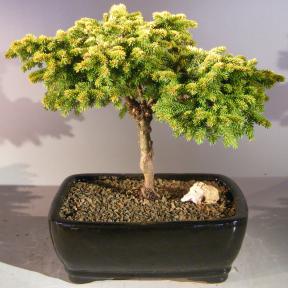 Oriental Spruce Bonsai Tree <br><i>(picea orientalis Tom Thumb)