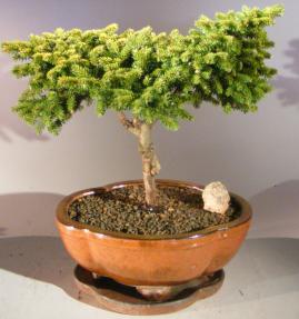 Oriental Spruce Bonsai Tree <br><i>(picea orientalis Tom Thumb)