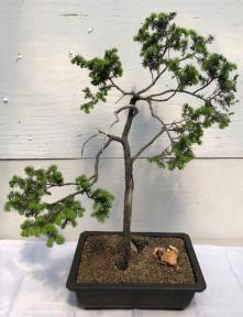Scotch (Scots) Pine Bonsai Tree <br>Trained in Jin Style<br><i>(pinus sylvestris 'tabulaeformis')</i>
