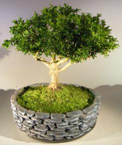 Japanese Kingsville Boxwood Bonsai Tree<br><i>(buxus microphylla compacta)</i>