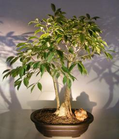 Ficus Midnight Bonsai Tree <br>Exposed Roots Style <br><i>(benjamina 'midnight')</i>