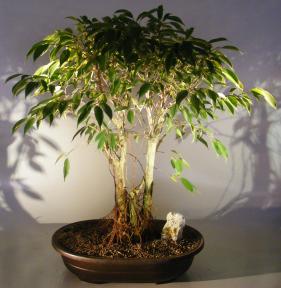 Ficus Midnight Bonsai Tree <br>Exposed Roots Style <br><i>(benjamina 'midnight')</i>