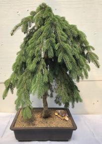 Dwarf Weeping Norway Spruce Bonsai Tree<br><i>(picea abies 'glauca pendula')</i>