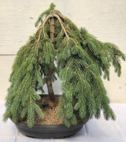 Dwarf Weeping Norway Spruce Bonsai Tree<br><i>(picea abies 'glauca pendula')</i>