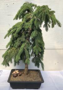 Dwarf Weeping Norway Spruce Bonsai Tree<br><i>(picea abies 'glauca pendula')</i>