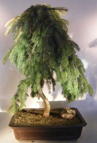 Dwarf Weeping Norway Spruce Bonsai Tree<br><i>(picea abies 'glauca pendula')</i>