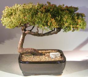 Juniper Bonsai Tree - Trained<br><i>(juniper procumbens nana)</i>