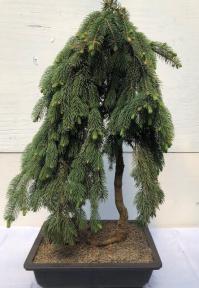 Dwarf Weeping Norway Spruce Bonsai Tree<br><i>(picea abies 'glauca pendula')</i>