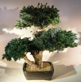 Monterey Juniper Triple Trunk Preserved Bonsai Tree <br>(Preserved - Not a Living Tree)