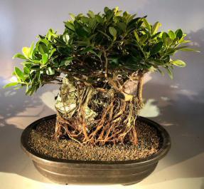 Green Island Ficus Bonsai Tree<br>Root Over Rock Style<br><i>(ficus microcarpa)</i>