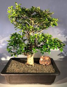 Flowering Fukien Tea Bonsai Tree <br><i>(ehretia microphylla)</i>ehretia microphylla)</i>