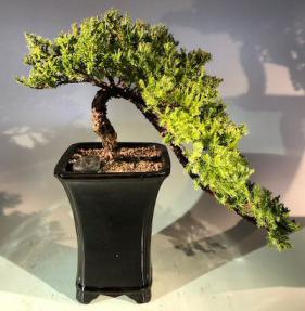 Juniper Bonsai Tree<br>Cascade Style<br><i>(juniper procumbens nana)</i>