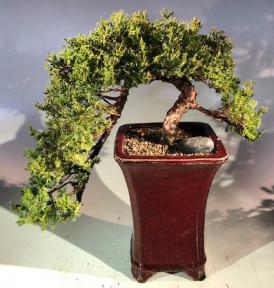 Juniper Bonsai Tree<br>Cascade Style<br><i>(juniper procumbens nana)</i>