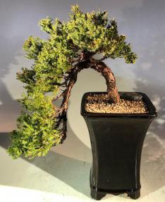 Juniper Bonsai Tree<br>Cascade Style<br><i>(juniper procumbens nana)</i>