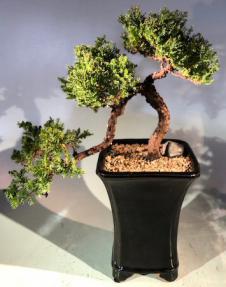 Juniper Bonsai Tree<br>Cascade Style<br><i>(juniper procumbens nana)</i>